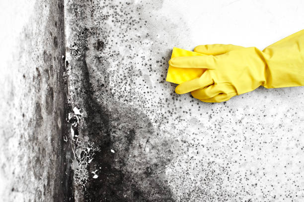 Best DIY Mold Remediation Support Services in Timberne, LA