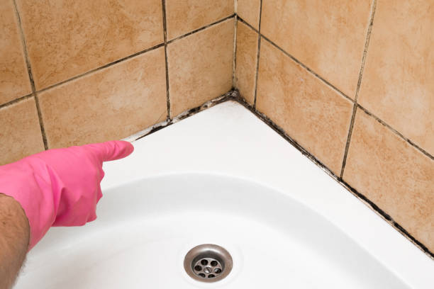 Best HVAC Mold Remediation in Timberne, LA